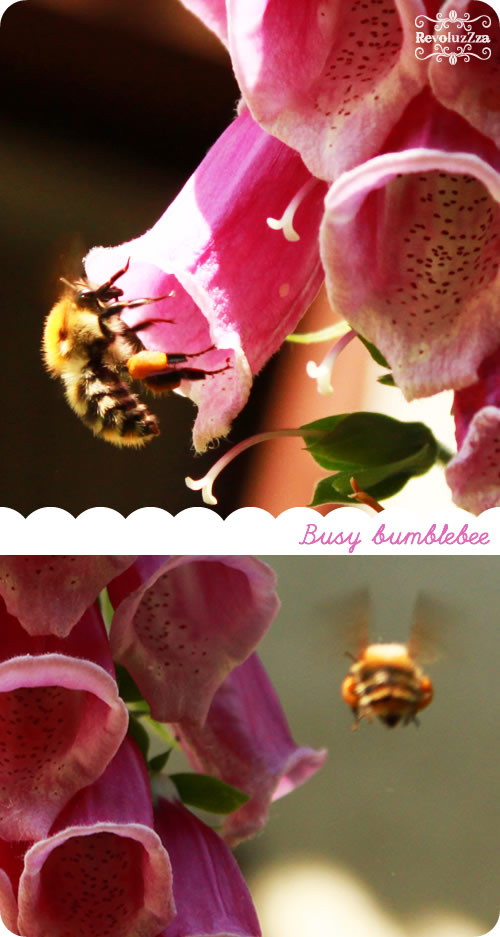 bumblebee2013
