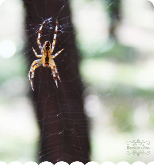 spinne_blog